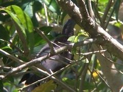 Patagioenas cayennensis