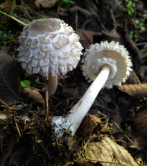 Rhacodium