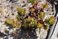 Crassula ciliata