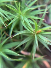 Polytrichum longisetum