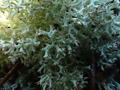 Cladonia uncialis