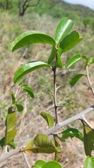 Ximenia caffra