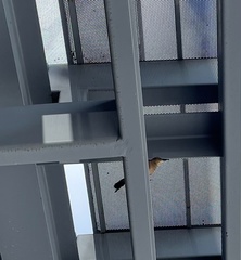 Quiscalus major westoni