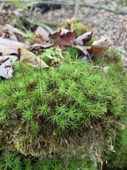 Polytrichum longisetum