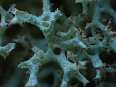 Cladonia uncialis