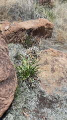 Xerophyta