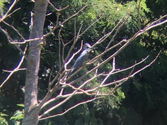 Megaceryle torquata torquata