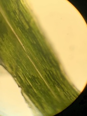 Polytrichum longisetum