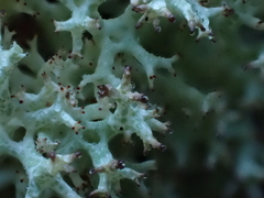 Cladonia uncialis