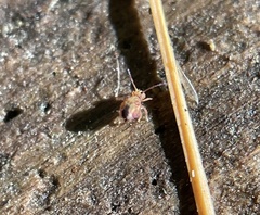 Dicyrtomina