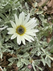 Arctotis stoechadifolia