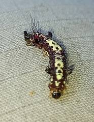Hemileucinae