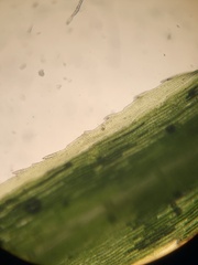 Polytrichum longisetum