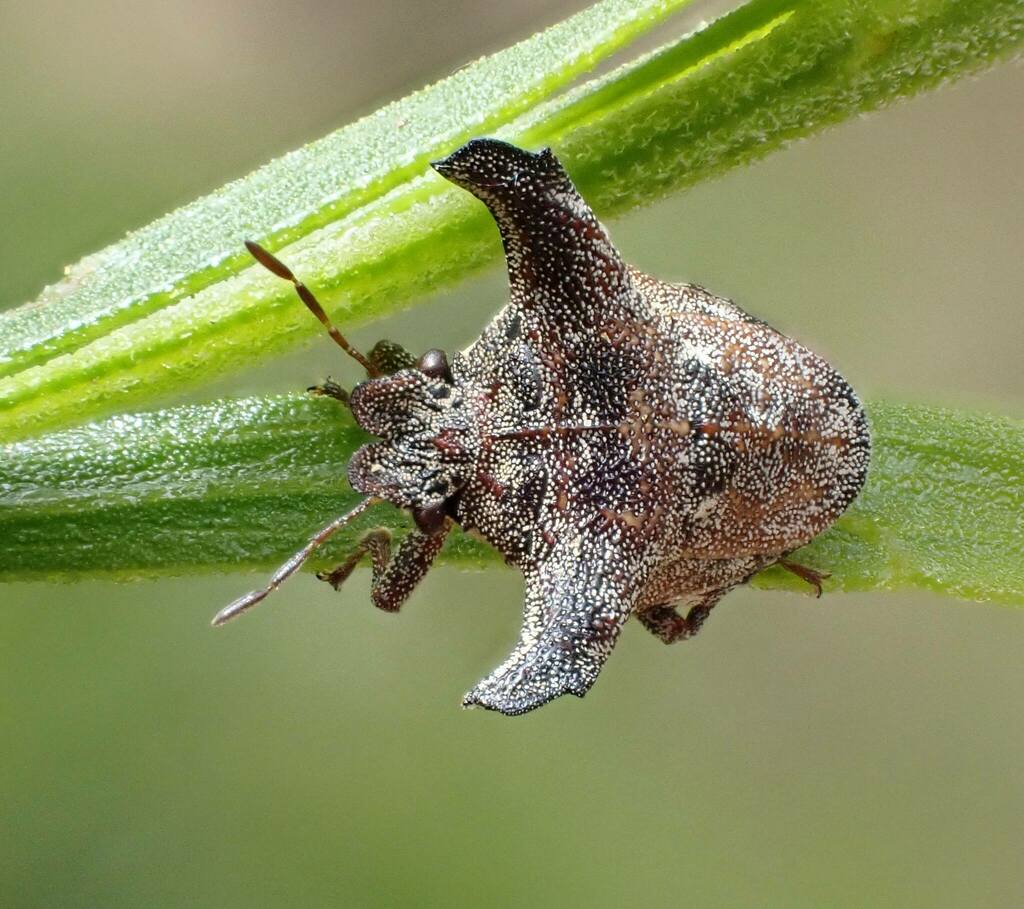 Deroploopsis