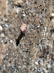 Dicyrtomina