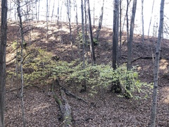 Asimina triloba
