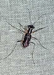 Odontocheila tawahka