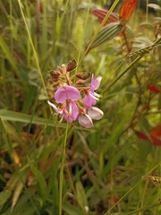 Desmodium uncinatum