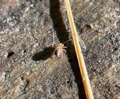 Dicyrtomina