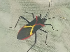 Leptoscelis tricolor