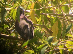 Patagioenas cayennensis