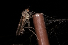 Rhamphomyia spinipes