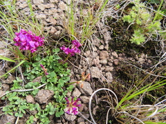 Trifolium burchellianum