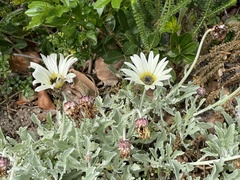 Arctotis stoechadifolia