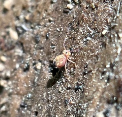 Dicyrtomina