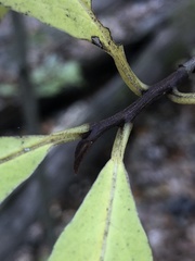 Asimina triloba