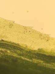 Polytrichum longisetum