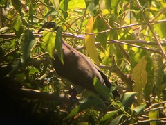Patagioenas cayennensis