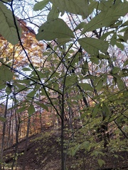 Asimina triloba