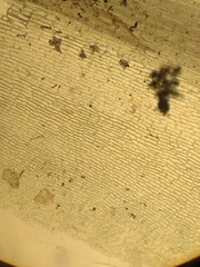 Polytrichum longisetum