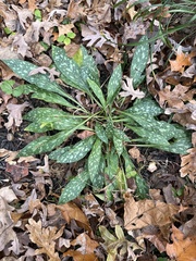 Pulmonaria officinalis