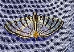 Conchylodes grammaphora