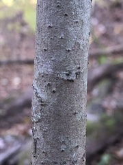 Asimina triloba