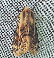 Hypercompe nemophila