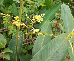 Marantaceae