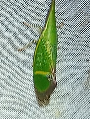 Odontoptera carrenoi