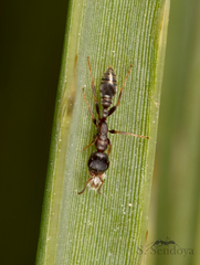 Pseudomyrmex termitarius