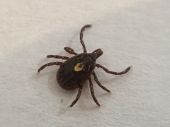 Amblyomma ovale