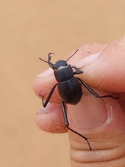 Onymacris unguicularis