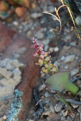 Lachenalia membranacea