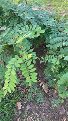 Robinia pseudoacacia