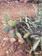 Opuntia engelmannii