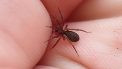 Scotina celans