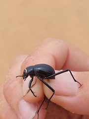 Onymacris unguicularis