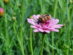 Astylus trifasciatus