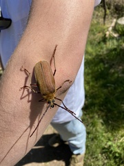 Acanthinodera cumingii